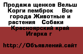 Продажа щенков Вельш Корги пемброк  - Все города Животные и растения » Собаки   . Красноярский край,Игарка г.